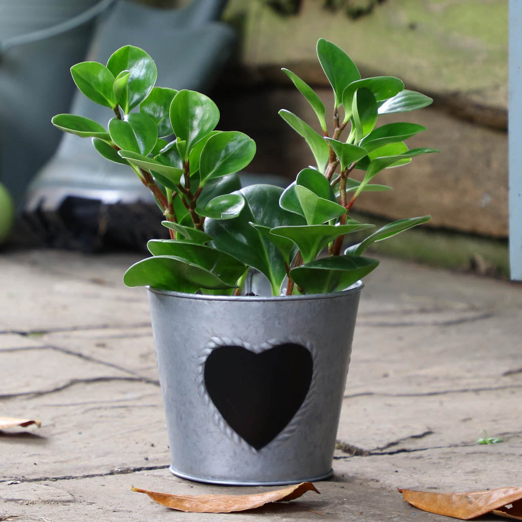 Vintage Zinc Heart Herb Planter