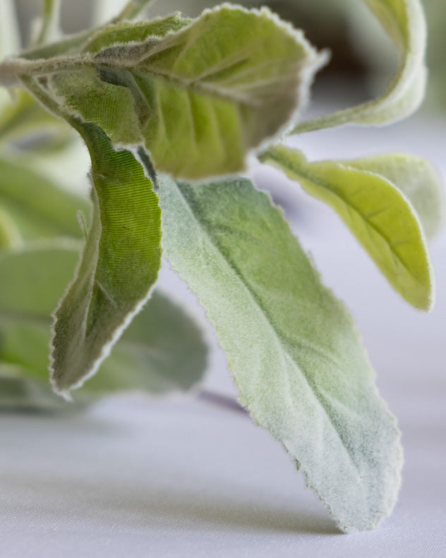 lambs ear leaves