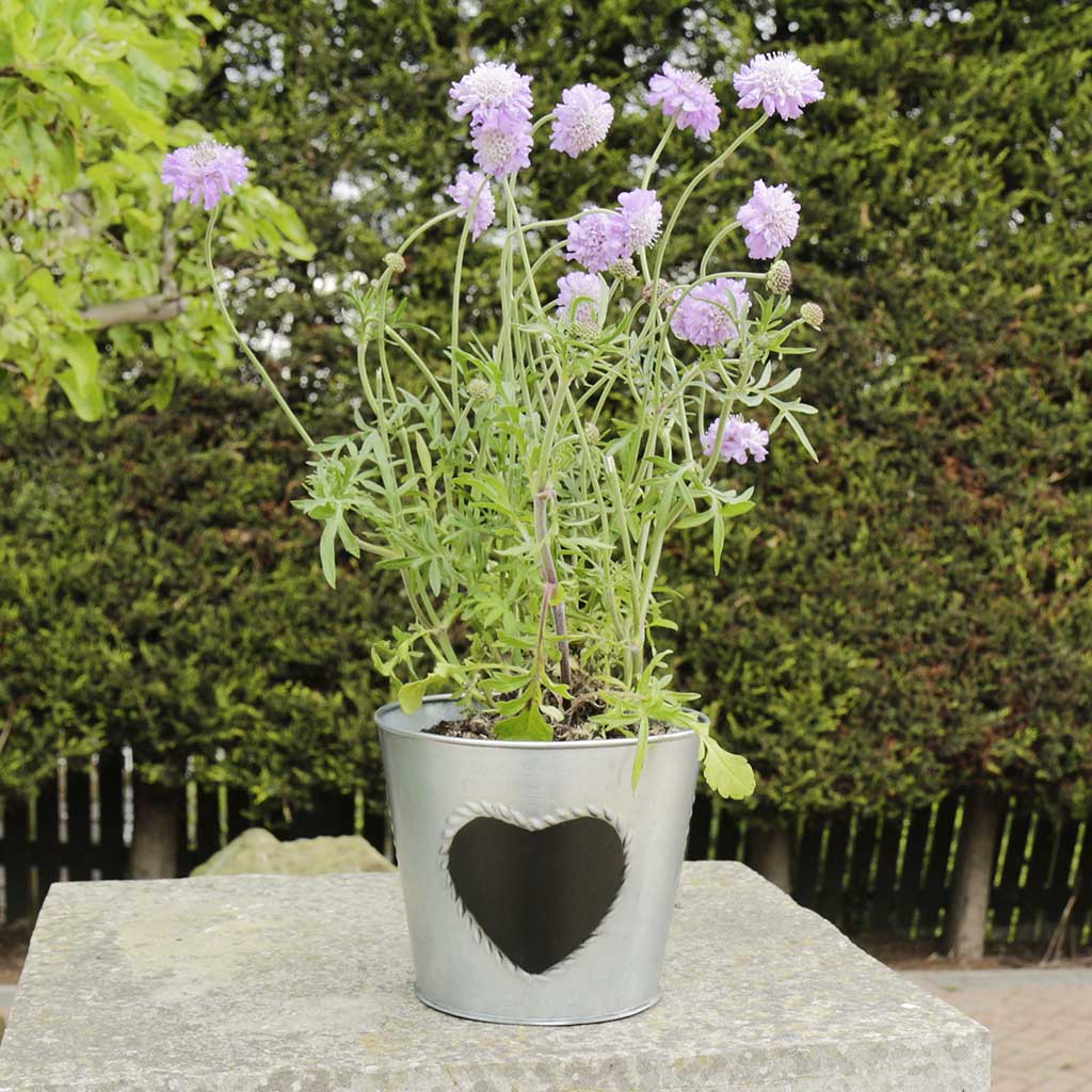 Vintage Zinc Love Heart Flower Planter