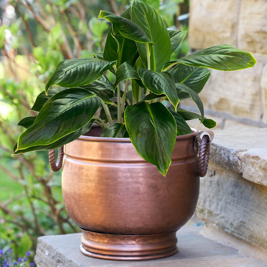copper planter bucket garden