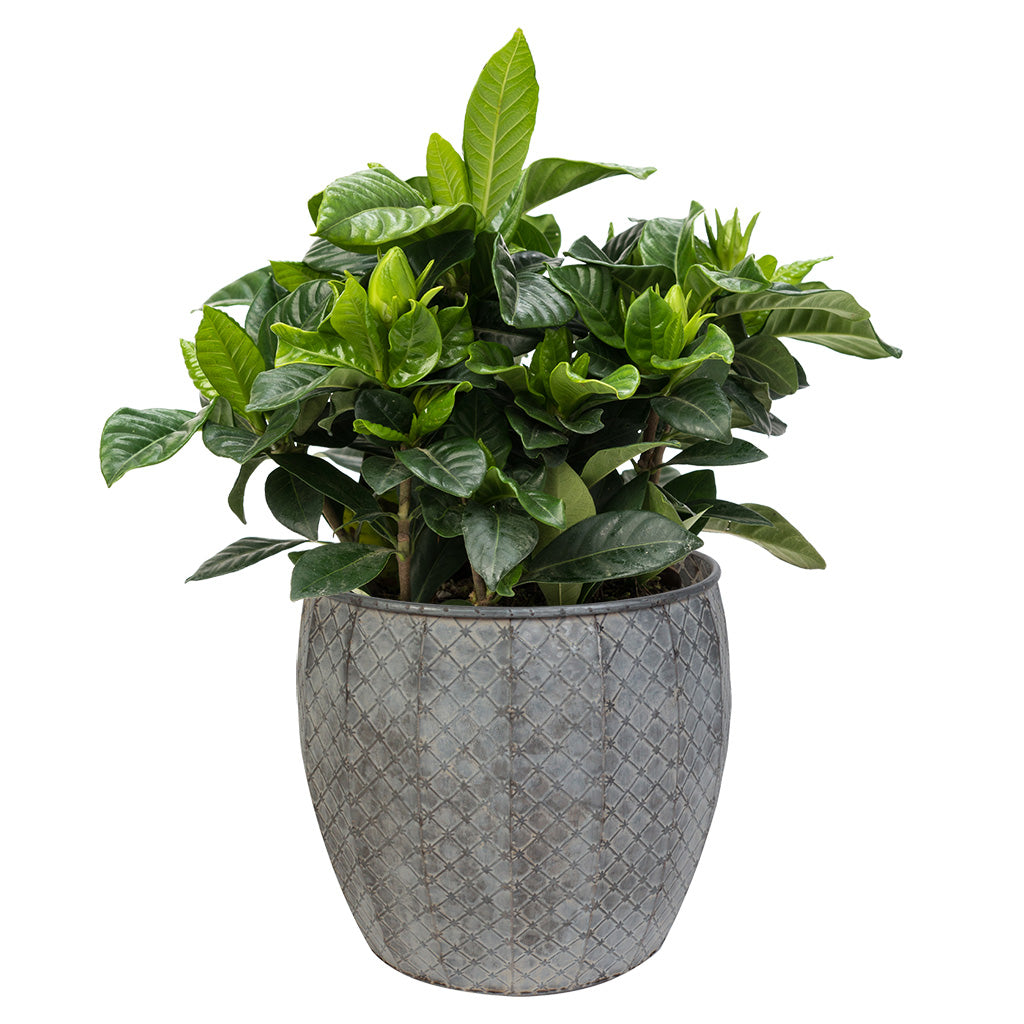 outdoor planter buckets