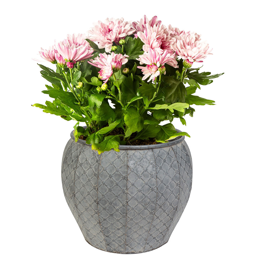 metal tub planters
