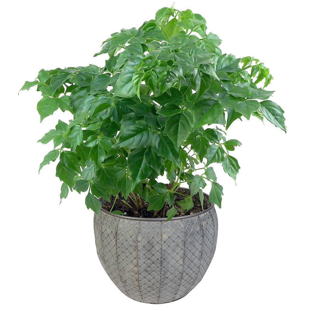 nesting plant pot set