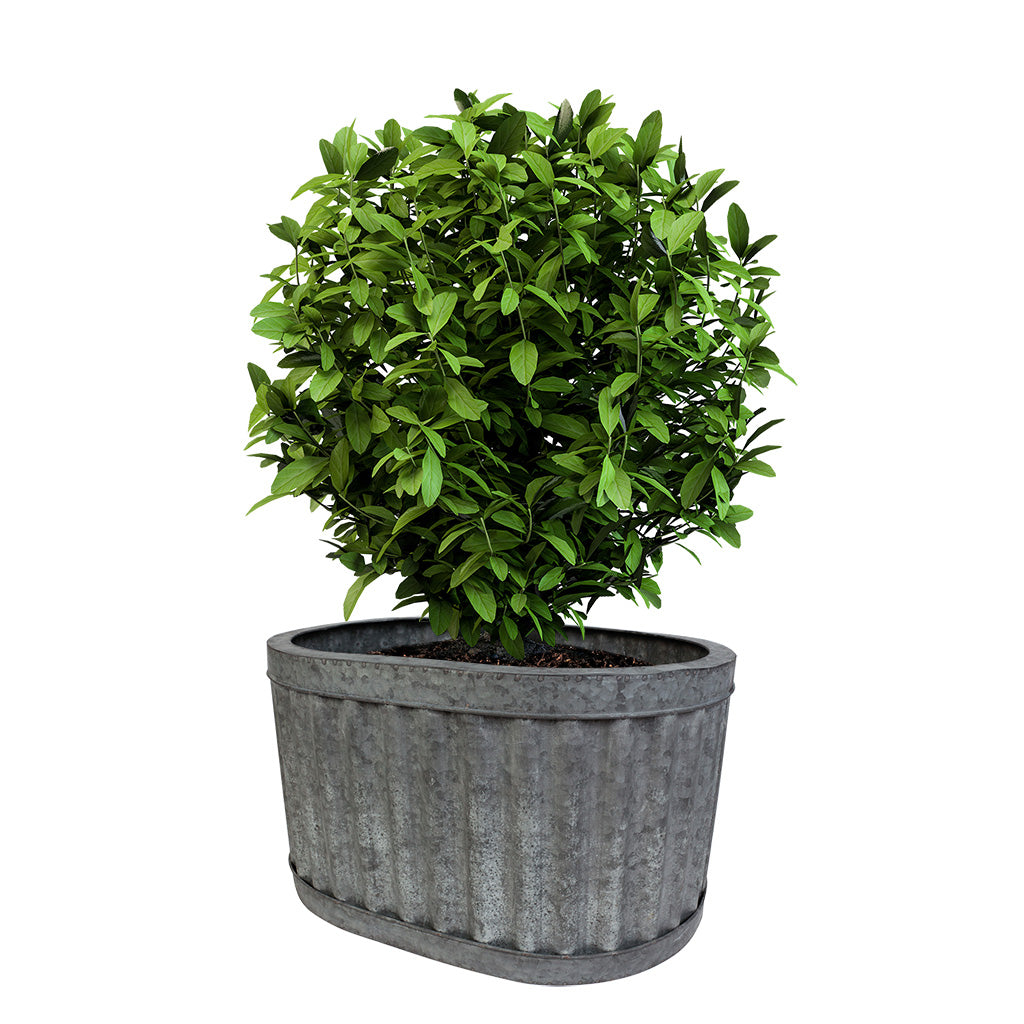 galvanised bucket plant pots