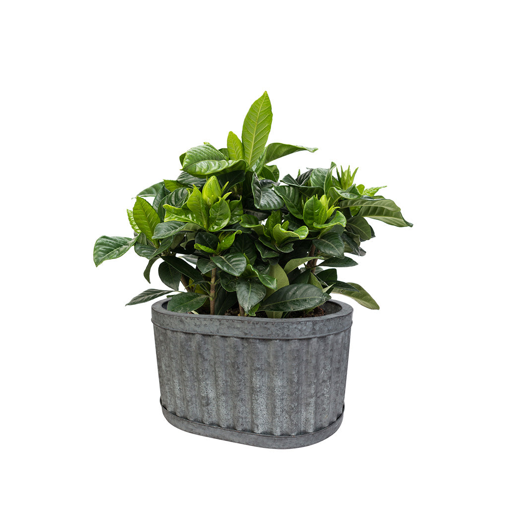 vintage garden planters