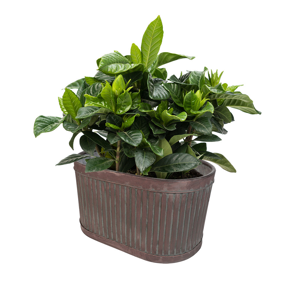 large metal garden planters