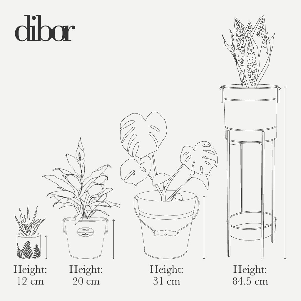 Indoor house plant pot size guide